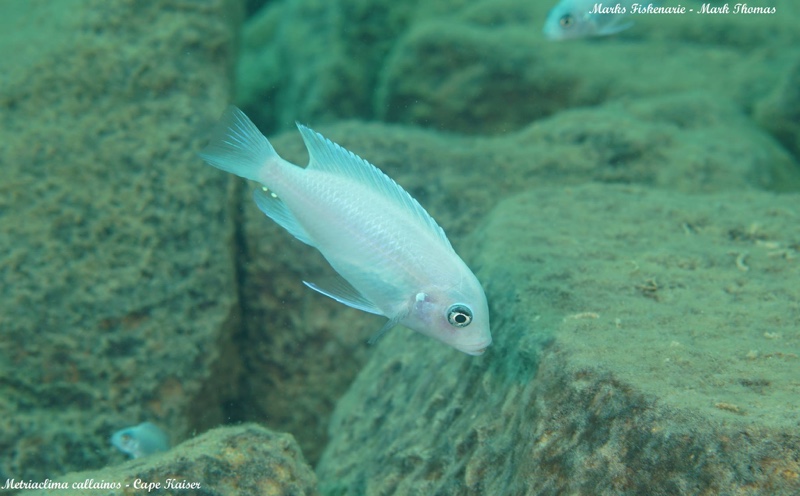 Maylandia callainos 'Cape Kaiser'